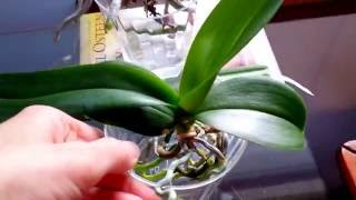 Beginners tips on full water culture method for orchids [upl. by Roath639]