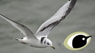 BTO Bird ID  Kittiwake and Other Small Gulls [upl. by Ferguson634]