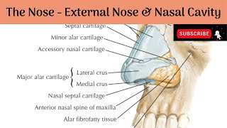 External Nose amp Nasal Cavity  Boundaries  Blood supply amp Nerve Supply Anatomy mbbs education [upl. by Suzie]