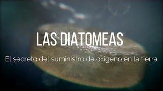 Diatomeas El secreto del suministro de oxígeno en la tierra [upl. by Llerref]