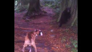 Boxer Dog vs Mother Bear Stand off [upl. by Loughlin663]