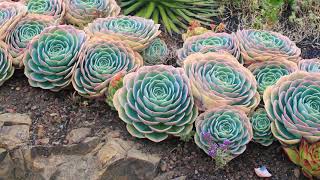 10 Outdoor Succulent Garden designs ideas [upl. by Adrell135]