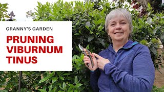 HOW TO PRUNE VIBURNUM TINUS [upl. by Neeka]