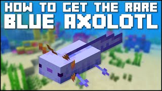 Minecraft  How To Get The Rare Blue Axolotl JavaBedrock [upl. by Ludeman]