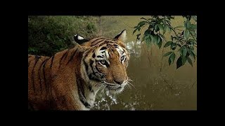 National Geographic  ManEating Tigers of The Sundarbans  BBC Nature Documentary [upl. by Amalie647]