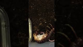 scolopendra gigantea eating mouse [upl. by Massey]