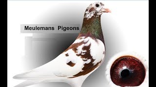 Meulemans Racing Pigeons [upl. by Retsam]