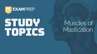 Study Topics Muscles of Mastication [upl. by Iclek]