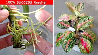 3 EASIEST Ways To Propagate Aglaonema Plant [upl. by Enomyar470]