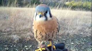 Our American Kestrel Scales and Tales  quotMy little buddyquot [upl. by Kimmi]