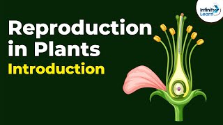 Introduction to Reproduction in Plants  Dont Memorise [upl. by Winnah]