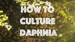 How To Culture Daphnia Magna [upl. by Orlov]