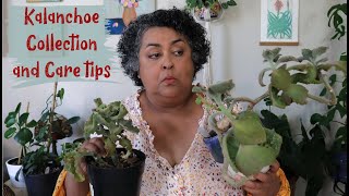 Kalanchoe Collection and Care Tips [upl. by Holladay136]