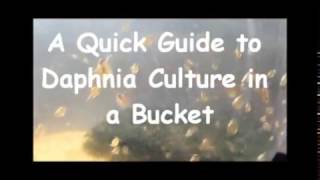 How to culture daphnia outside [upl. by Desiree]