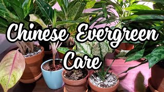 Chinese Evergreen Aglaonema Houseplant Care [upl. by Onra]