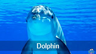 Marine animals pronunciation for children with pictures [upl. by Ahk]