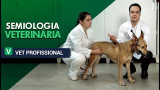 Semiologia Veterinária  VET Profissional [upl. by Gulgee]