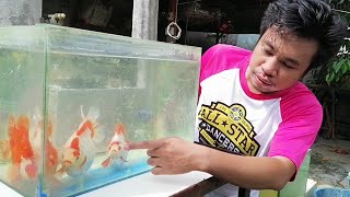 Goldfish care tips  Goldfish breeder  Ryukin Goldfish [upl. by Ahron]