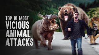 Top 10 Most Vicious Animal Attacks and How to Survive Them [upl. by Nie]