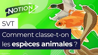 La classification des animaux comment ça marche [upl. by Elah]