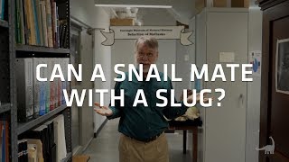 Snails and Slugs  Can they mate Ask A Scientist [upl. by Alor]