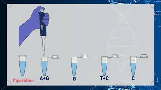 Maxam–Gilbert DNA Sequencing Method Animation [upl. by Noied]