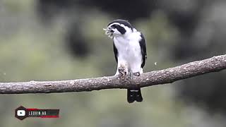 Pied Falconet  Microhierax melanoleucos [upl. by Oihsoy543]