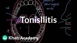 Anatomy 4 Mouth nose pharynx swallowing [upl. by Carmelle]