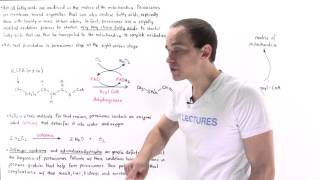 Peroxisomal Oxidation of Fatty Acids [upl. by Cristen]