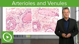 Arterioles amp Venules Main Differences – Histology  Lecturio [upl. by Elsilrac]