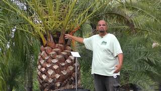 Canary Island Date Palm Care in North Florida [upl. by Hairym]