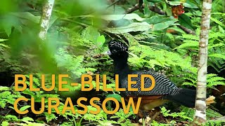 Bluebilled Curassow [upl. by Vani325]