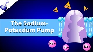 The SodiumPotassium Pump [upl. by Philine811]