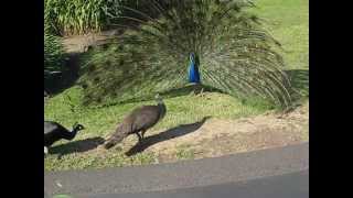 Peacock Mating 6 [upl. by Yaner]