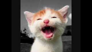 lachende katzen  laughing cats [upl. by Nyrrek]