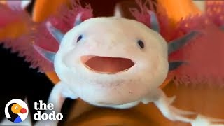 Axolotls Have The Cutest Yawns  The Dodo [upl. by Crifasi827]