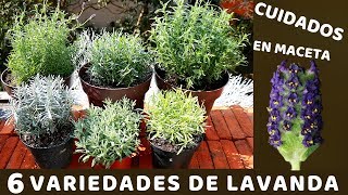 NO VOLVERAS A PERDER TU PLANTA DE LAVANDA CON ESTOS CUIDADOS [upl. by Megdal]