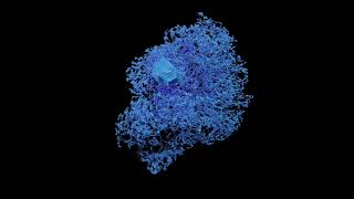 Drosophila Neuron Types [upl. by Rotman]