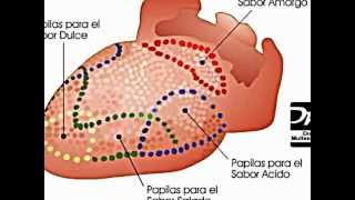 Anatomia y Fisiologia de La Boca [upl. by Tennos]