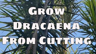 Grow Dracaena Marginata From Cutting Care Propagation with Updates Tropical Plant [upl. by Lydie9]