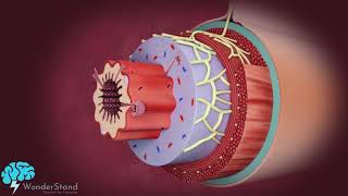 Layers of the alimentary canal [upl. by Eerpud]