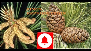 Pinus  Reproduction [upl. by Tybald]