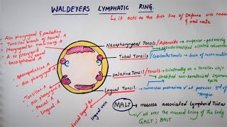 The Lymph Node Stations in the Chest [upl. by Ydarg]