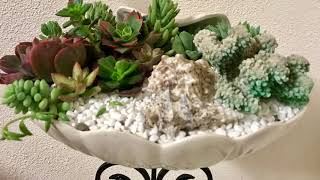 10 major mistakes to avoid when growing succulents [upl. by Anitsirk]