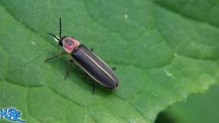 ⟹ Lightning bugs are here The Firefly is in the Lampyridae family [upl. by Rivard]