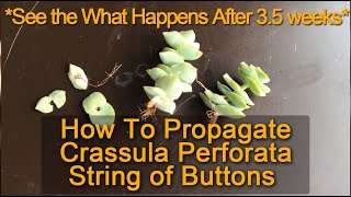 How To Properly Propagate Crassula Perforata  String of Buttons Using Stem Cuttings [upl. by Esinal321]