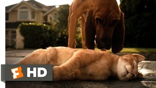 Top 10 Dog Movies [upl. by Ardnuasak56]