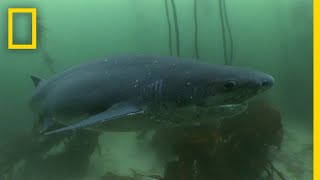 The Cookiecutter Shark  Sharks of Bermuda Triangle [upl. by Namrehs]