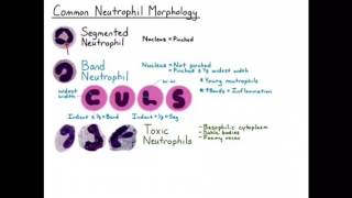 Neutrophil Chemotaxis [upl. by Eemiaj]