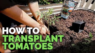 Transplanting Tomatoes 101 Simple amp Fast Method [upl. by Fahy]